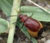 Emarhopa rufa